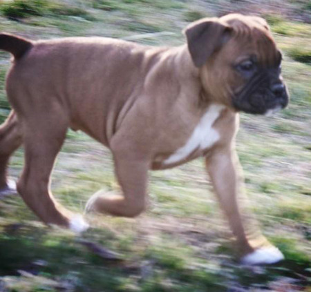 Jennifer Lopez and Casper Smart Adopt a Puppy!