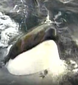 Video! Trying to Free the Real 'Willy'
