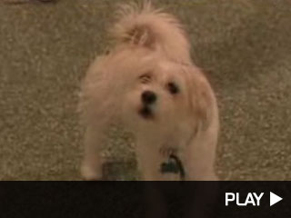 Mario Meets the Canine Matchmaker