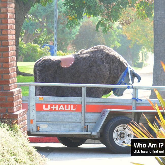 National Photo Group 1205bull.jpg